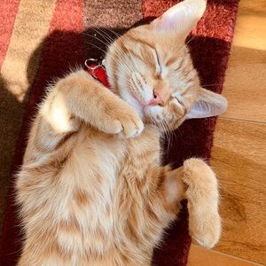 Meet your Posher, Caitlin